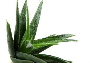 Aloe vera, o planta cu proprietati miraculoase