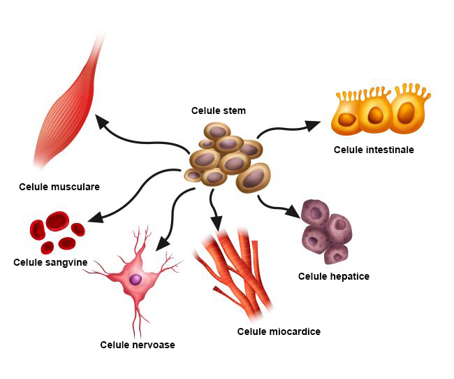 Tot Ce Vrei Sa Stii Despre Celulele Stem Bebebliss Ro
