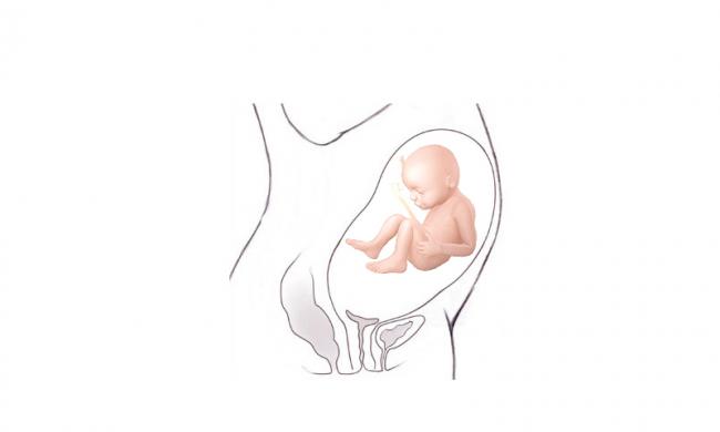 Saptamana 29 De Sarcina Bebebliss Ro